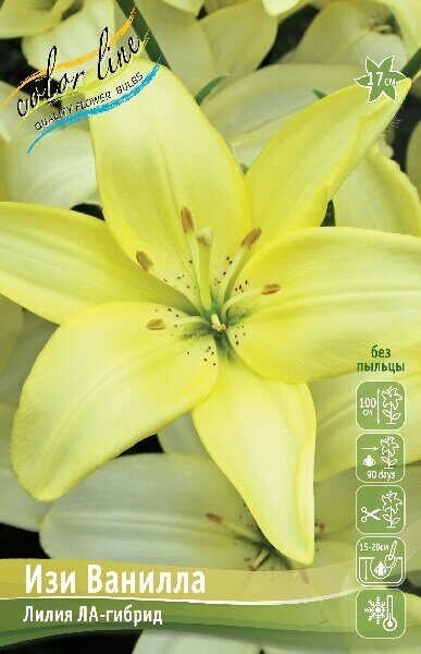 Лилия Изи Ванилла 12/14 1шт (КолЛайн)