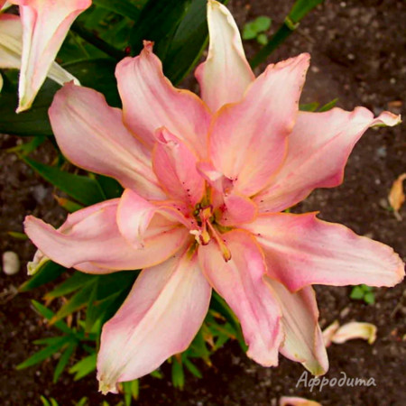 Лилия Афродита 12/14 1шт (КолЛайн) 5шт/уп