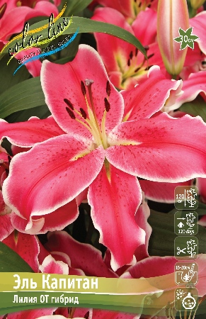 Лилия Эль Капитан 15/16 1шт (КолЛайн)
