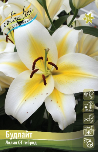 Лилия Будлайт 14/16 1шт (КолЛайн)