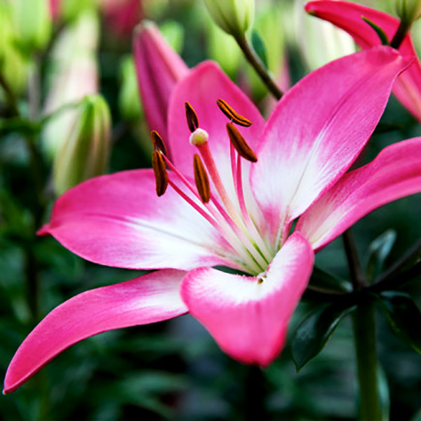 Лилия Тайни Диамонд 10/12 1шт (КолЛайн) 2шт/уп 