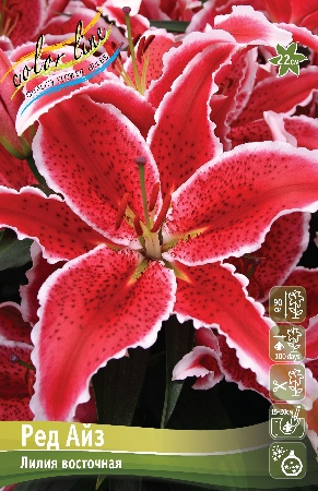 Лилия Ред Айз 14/16 1шт (КолЛайн) 2шт/уп