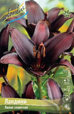 Лилия Ландини 10/12 1шт (КолЛайн) 5шт/уп