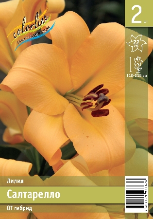 Лилия Салтарелло 12/14 1шт (КолЛайн) 2шт/уп
