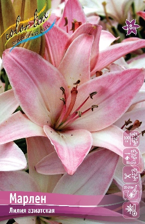 Лилия Марлен 12/14 1шт (КолЛайн) 5шт/уп