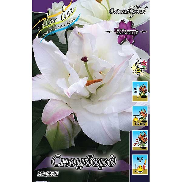 Лилия Сноуборд 12/14 1шт (КолЛайн) 2шт/уп