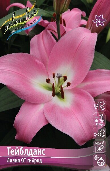 Лилия Тейблданс 1шт (КолЛайн) 5шт/уп