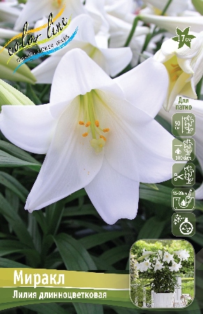 Лилия Миракл 12/14 1шт (КолЛайн) 5шт/уп
