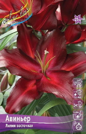 Лилия Авиньер 1шт (КолЛайн) 5шт/уп
