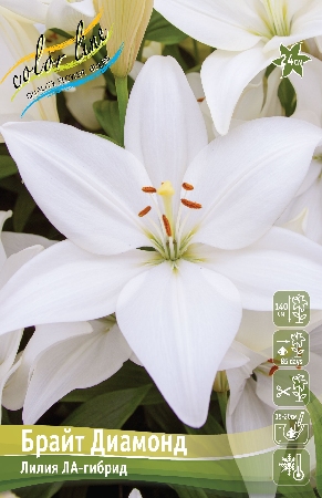 Лилия Брайт Диамонд 1шт (КолЛайн) 7шт/уп