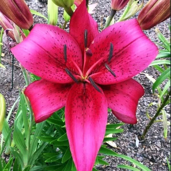 Лилия Новембер Рейн 12/14 1шт (КолЛайн) 2шт/уп