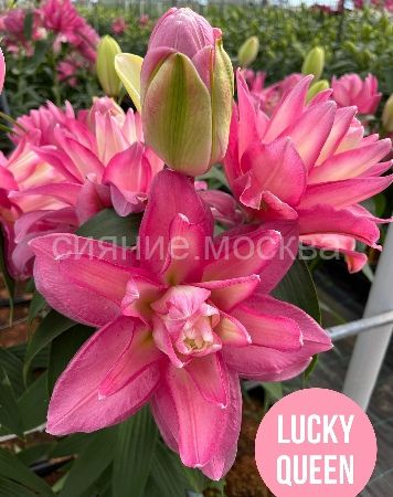 Лилия Лакки Куин 1шт (КолЛайн) 2шт/уп