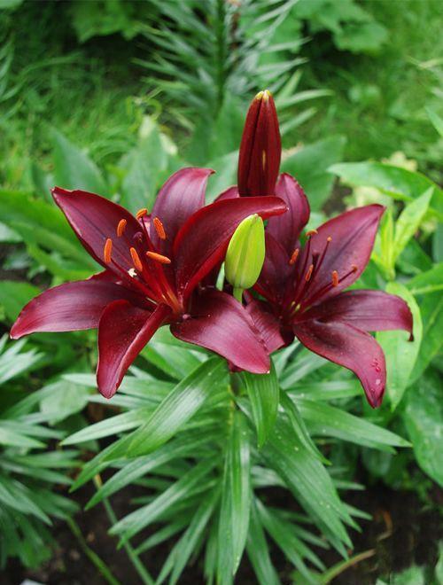 Лилия Мапира 12/14 1шт (Садовита) 5шт/уп