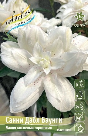 Лилия Санни Дабл Баунти 12/14 1шт (КолЛайн)