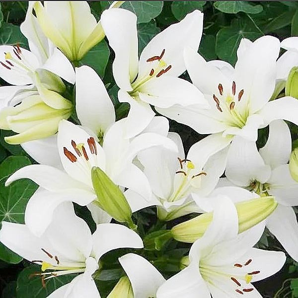 Лилия Аркахон 12/14 1шт (КолЛайн) 7шт/уп