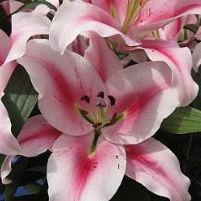 Лилия Фронтера 12/14 1шт (КолЛайн) 5шт/уп