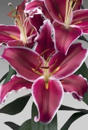 Лилия Вангелис 12/14 1шт (КолЛайн) 5шт/уп