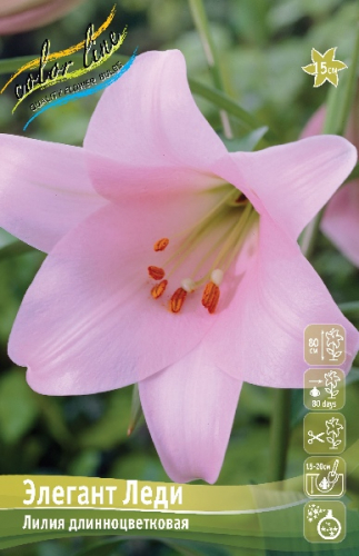 Лилия Элегант Леди 12/14 1шт (КолЛайн) 2шт/уп