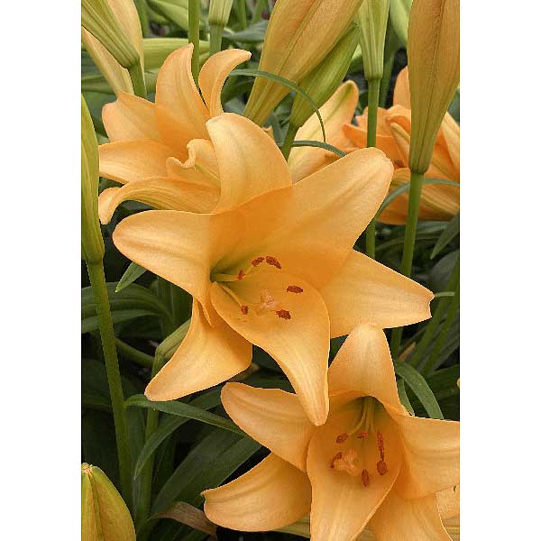 Лилия Дифференс 12/14 1шт (КолЛайн) 5шт/уп