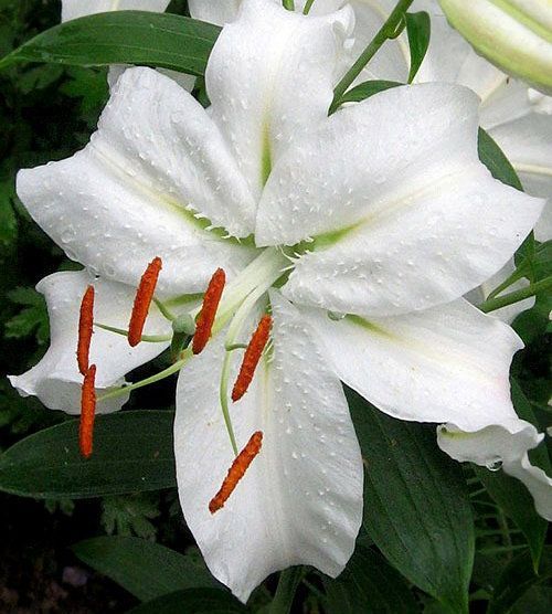 Лилия Сибирь 12/14 1шт (КолЛайн) 2шт/уп