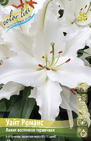 Лилия Уайт Романс 12/14 1шт (КолЛайн) 5шт/уп
