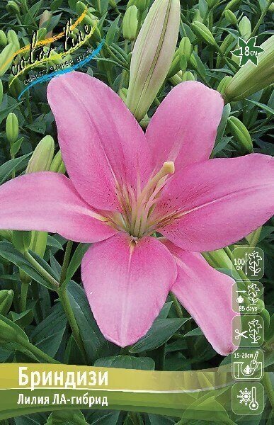 Лилия Бриндизи 13/14 1шт (КолЛайн) 2шт/уп