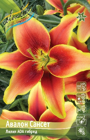 Лилия Авалон Сансет 12/14 1шт (КолЛайн) 5шт/уп