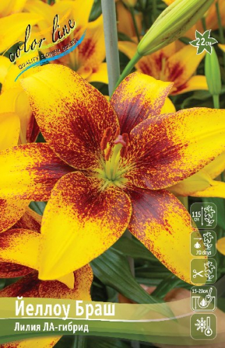 Лилия Йеллоу Браш 12/14 1шт (КолЛайн) 2шт/уп