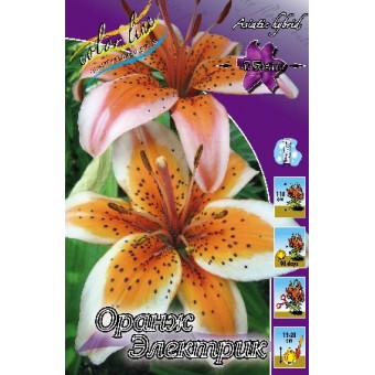 Лилия Оранж Электрик 12/14 1шт (КолЛайн) 5шт/уп 