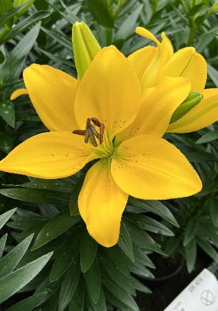 Лилия Саммер Сан 10/12 1шт (КолЛайн) 5шт/уп