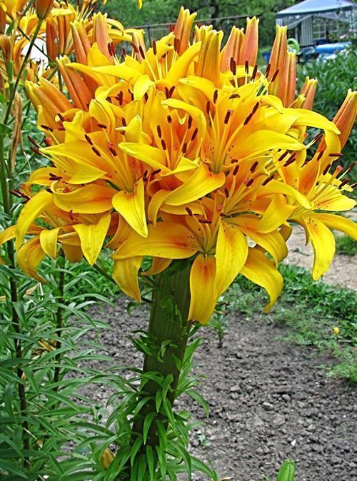 Лилия Полианна 12/14 1шт (КолЛайн) 7шт/уп желтая с бронз.мазками к центру