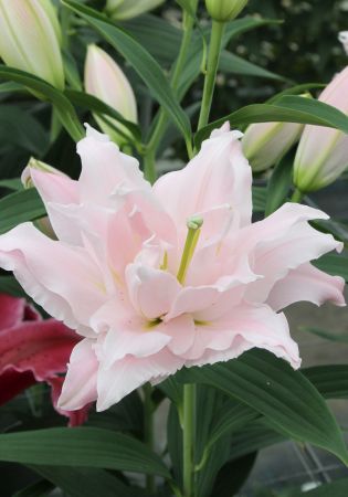 Лилия Амистад 12/14 1шт (КолЛайн) 5шт/уп