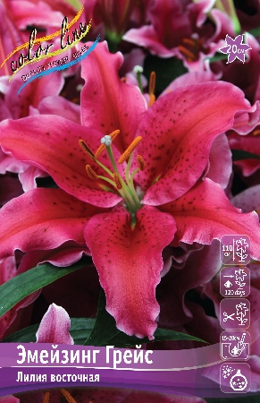 Лилия Эмейзинг Грейс 1шт (КолЛайн) 2шт/уп