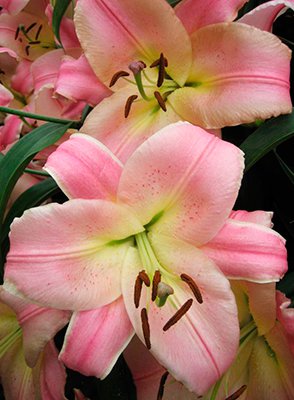 Лилия Бэйуотч 12/14 1шт (КолЛайн) 5шт/уп