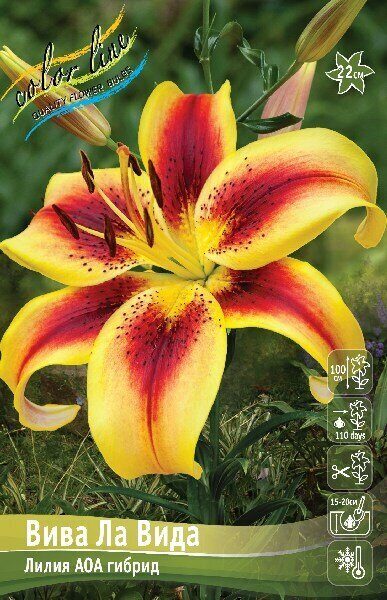 Лилия Вива Ла Вида 12/14 1шт (КолЛайн) 5шт/уп 