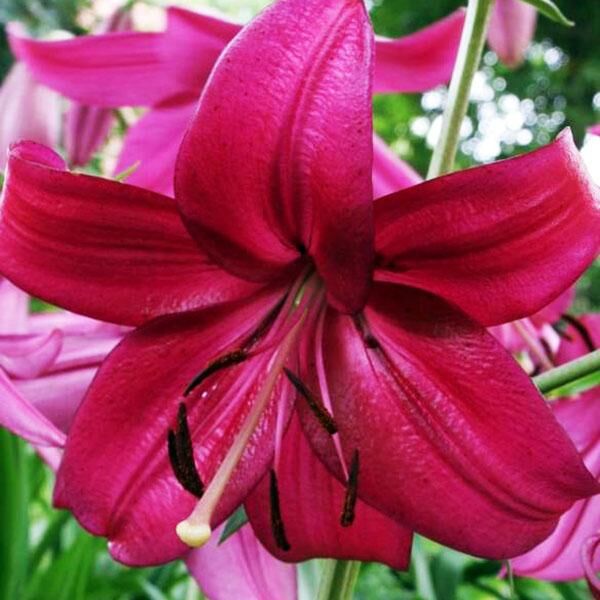 Лилия Пурпл Марбл 12/14 1шт (КолЛайн) 5шт/уп