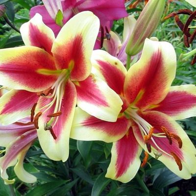 Лилия Лавон 12/14 1шт (КолЛайн) 5шт/уп