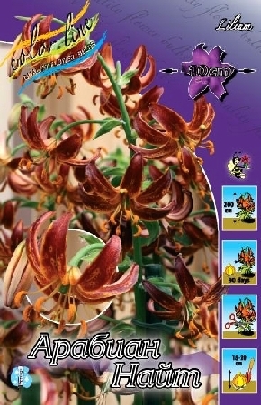 Лилия Арабиан Найт 12/14 1шт (КолЛайн) 2шт/уп 