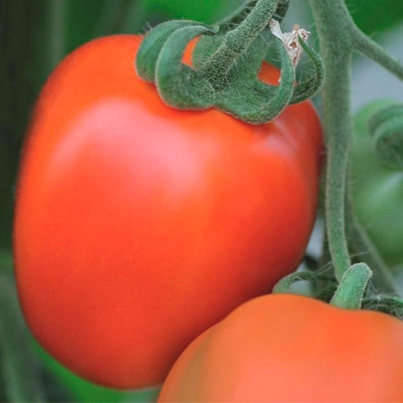 Томат Бенито F1 1000шт (Bejo)