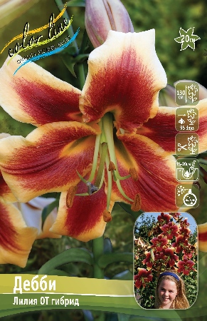 Лилия Дебби 12/14 1шт (КолЛайн) 5шт/уп ОТ