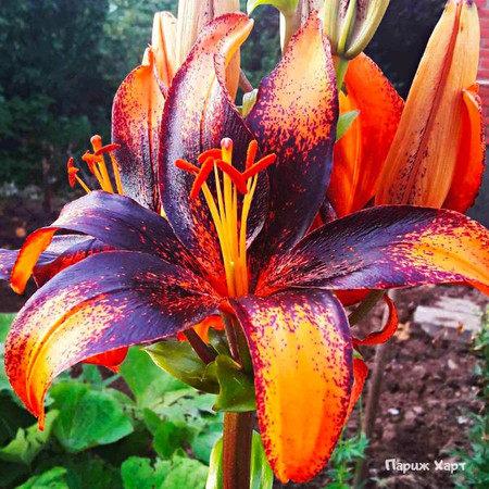 Лилия Париж Харт 12/14 1шт (КолЛайн) 5шт/уп