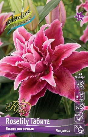 Лилия Roselily&Табита 12/14 1шт (КолЛайн) 3шт/уп