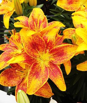 Лилия Тайни Пэррот 10/12 1шт (КолЛайн) 7шт/уп