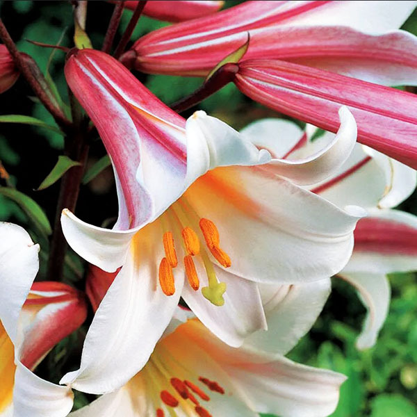 Лилия Регале Албум 16/18 1шт (КолЛайн) 2шт/уп