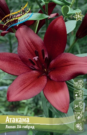Лилия Атакама 12/14 1шт (КолЛайн) 7шт/уп