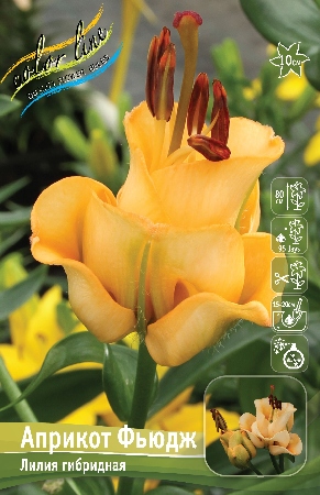 Лилия Априкот Фьюдж 12/14 1шт (КолЛайн) 3шт/уп