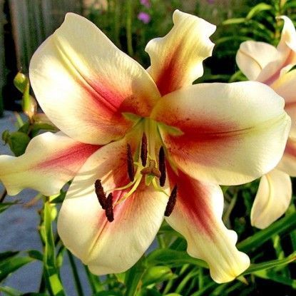 Лилия Лавон 12/14 1шт (КолЛайн) 2шт/уп