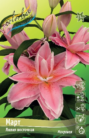 Лилия Март 13/14 1шт (КолЛайн) 5шт/уп