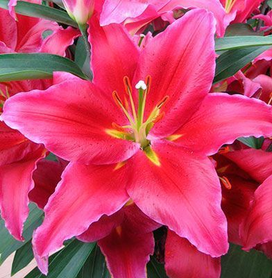 Лилия Батавус 10/12 1шт (КолЛайн) 2шт/уп