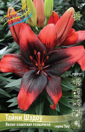 Лилия Тайни Шэдоу 10/12 1шт (КолЛайн) 7шт/уп